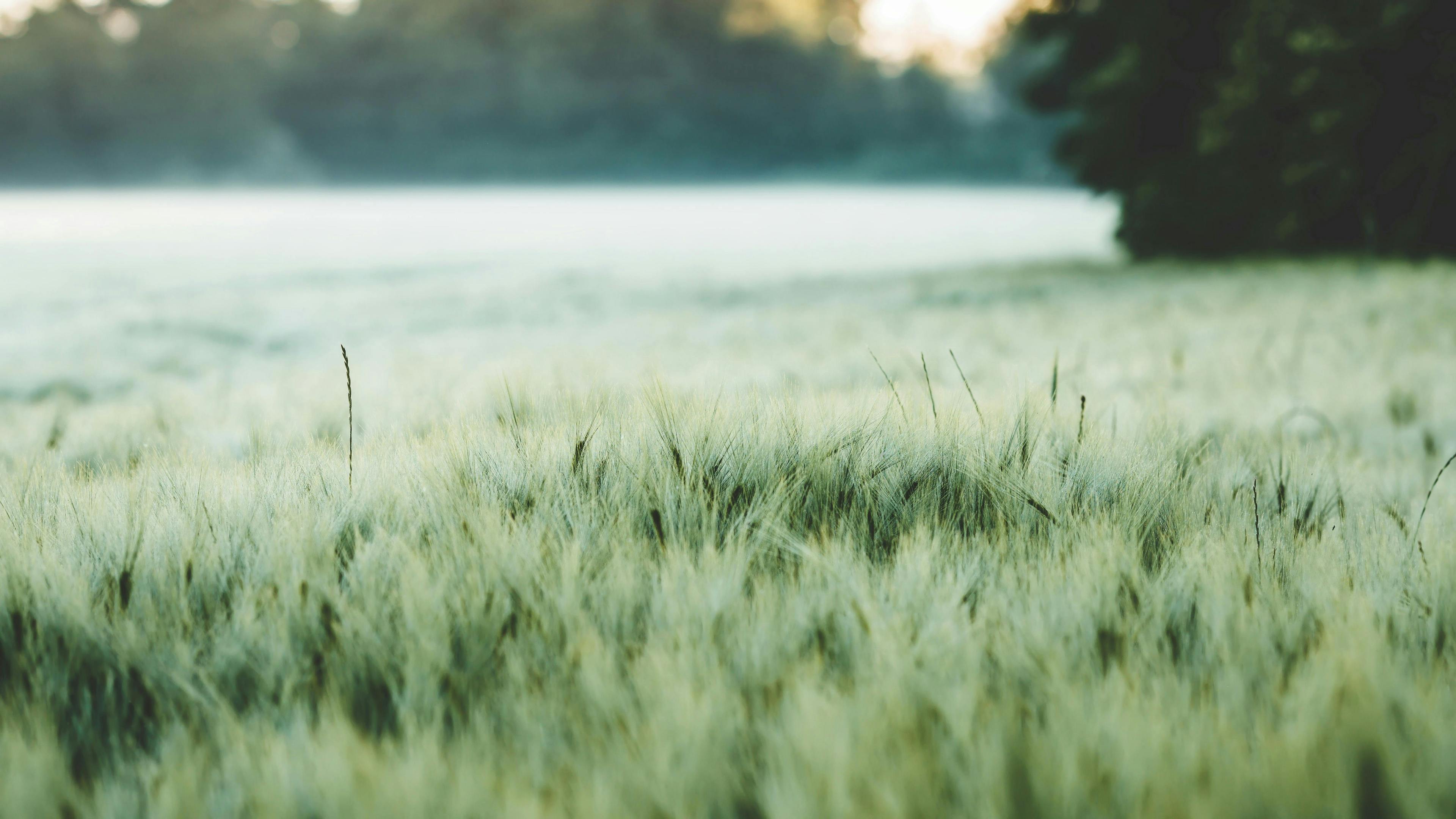 Close up of a green field with a beginning forest in the background.