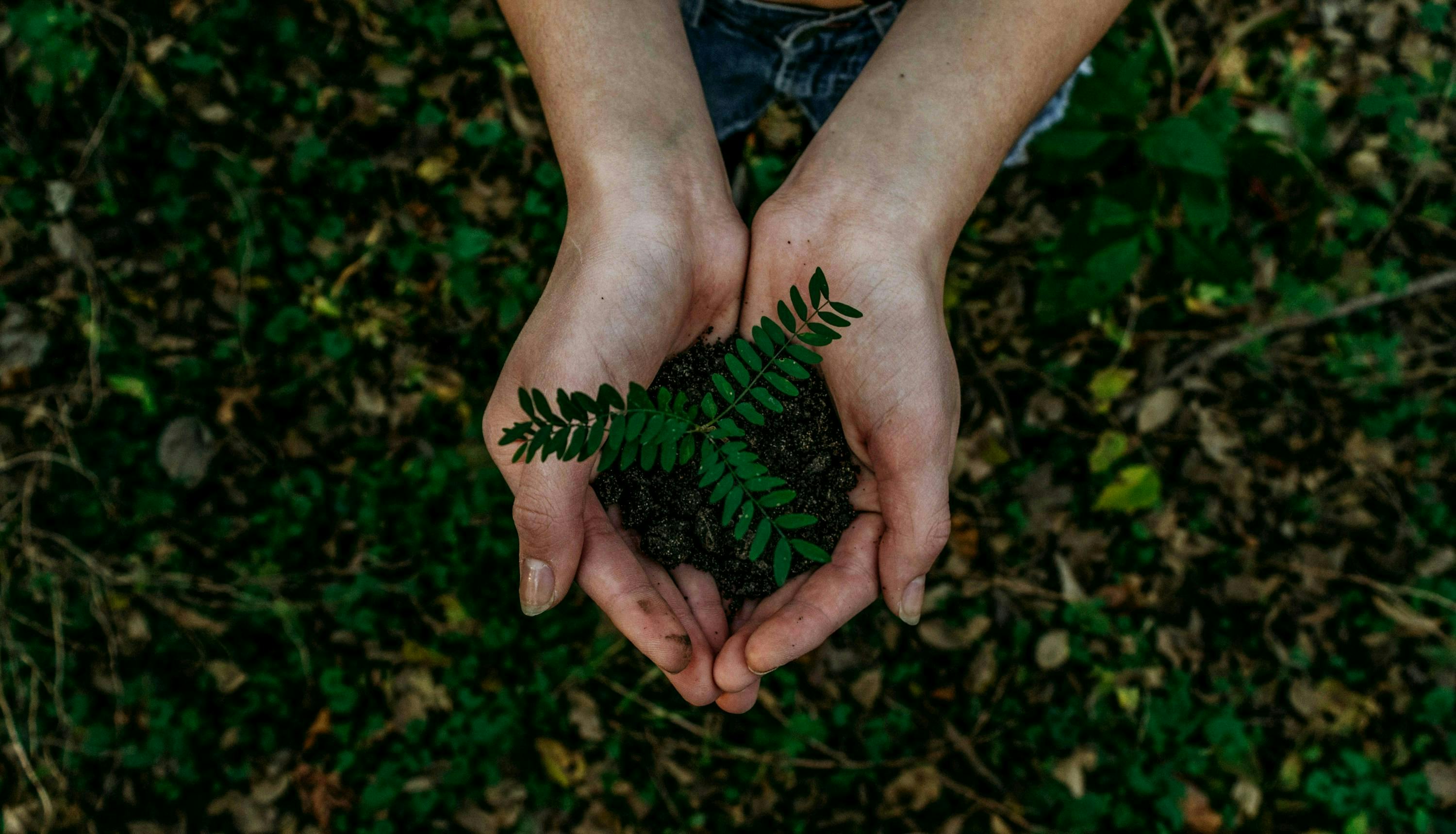 Zwei Hände halten einen Baumsetzling über einem Waldboden 